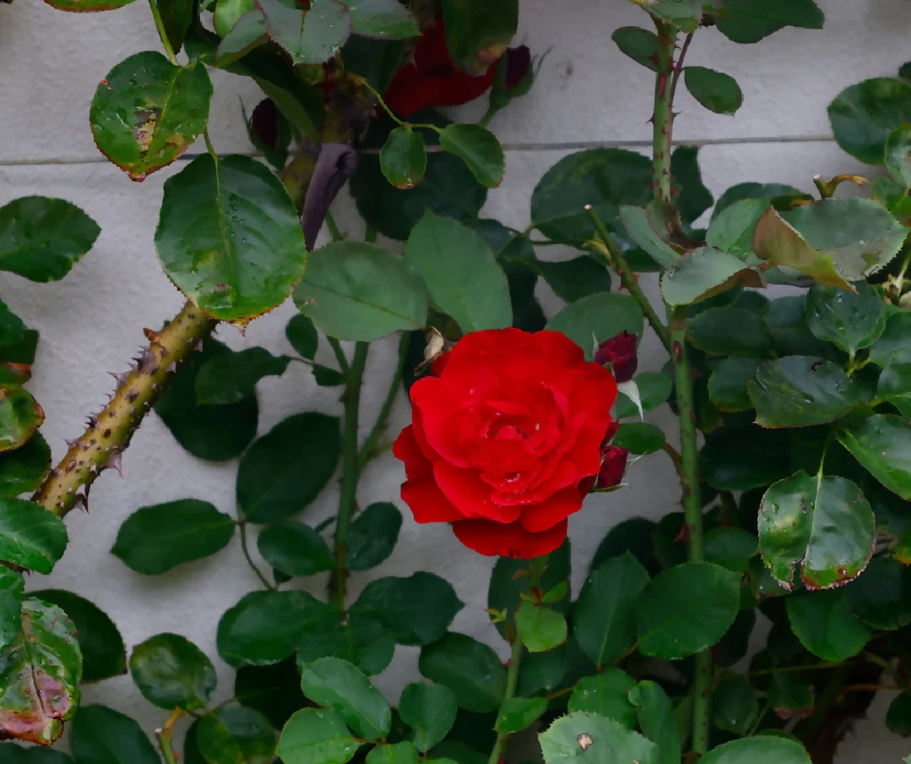 Rose Plant 'Lili Marlene' Full Plants in 5 Litre Pots - Image 3