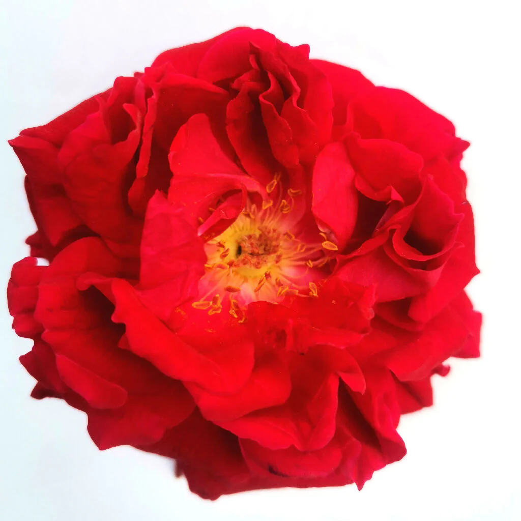 Rose Plant 'Lots of Kisses' Full Plants in 3 Litre Pots - Image 2