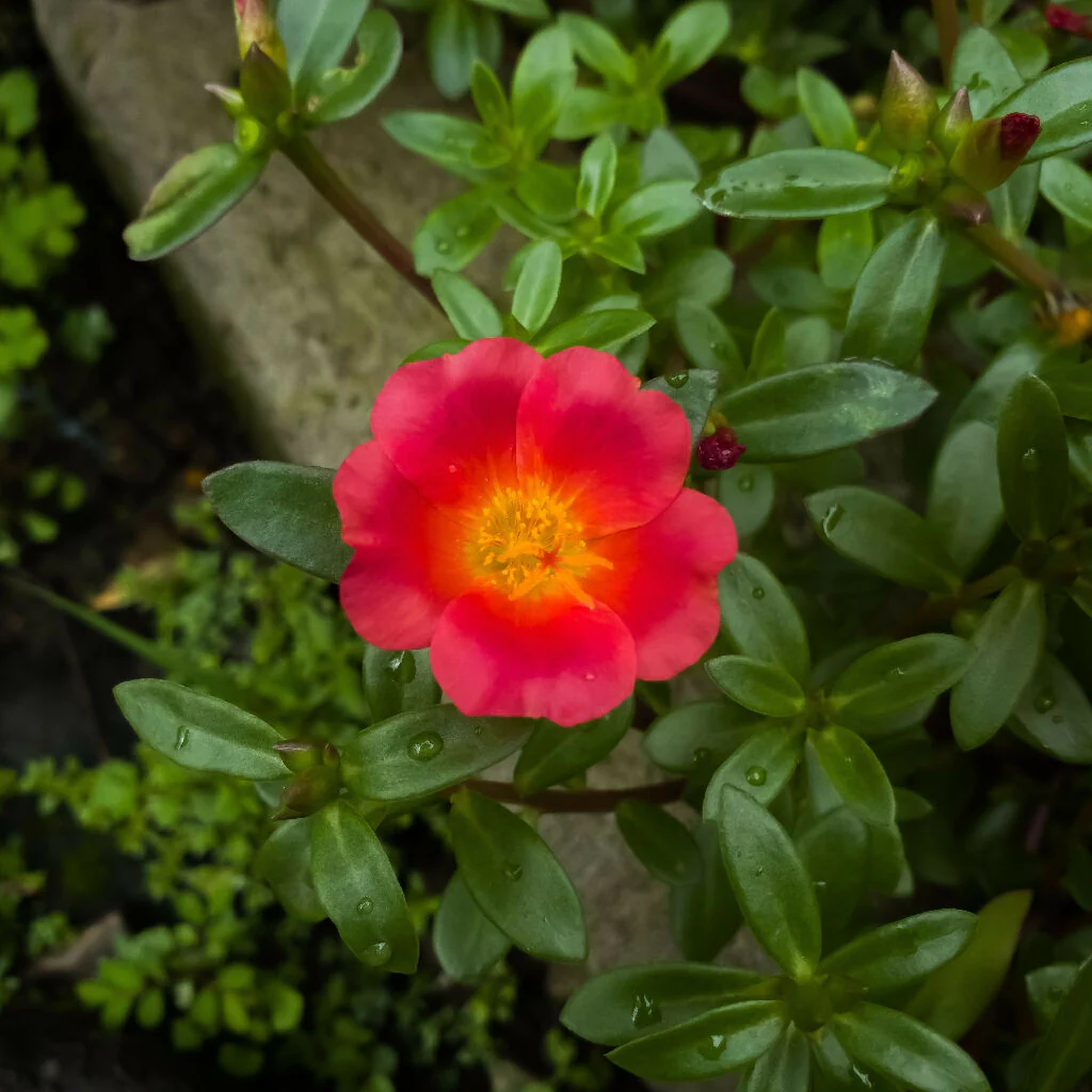 Rose Plant 'Lots of Kisses' Full Plants in 3 Litre Pots - Image 3