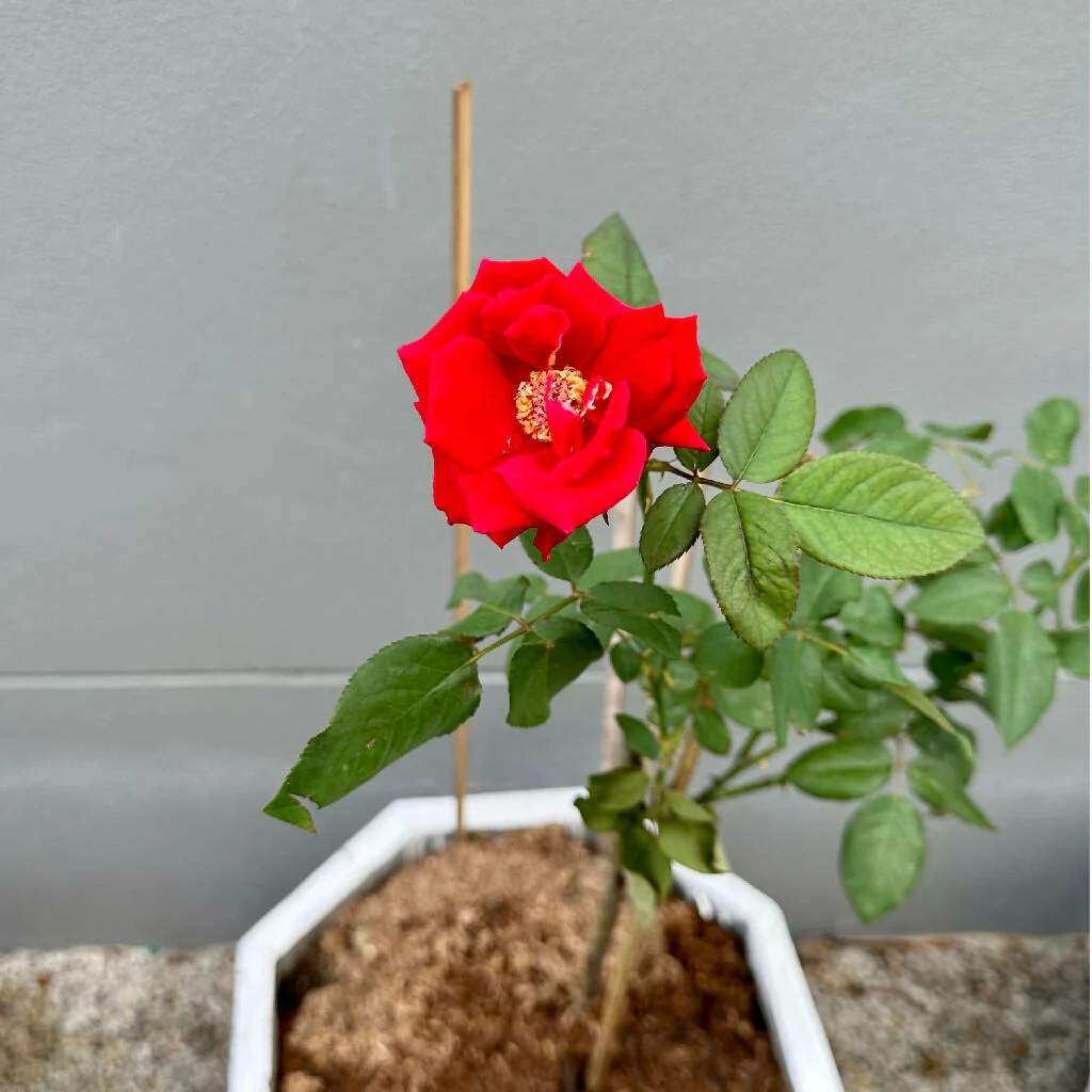 Rose Plant 'Lots of Kisses' Full Plants in 3 Litre Pots - Image 4