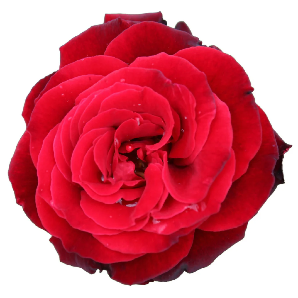 Rose Plant 'Lovestruck' Full Plants in 5 Litre Pots - Image 2