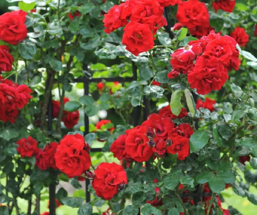 Rose Plant 'Lovestruck' Full Plants in 5 Litre Pots - Image 3