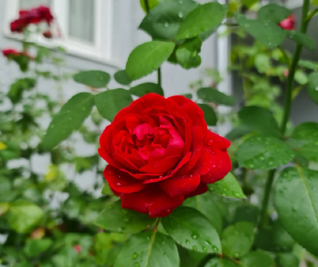 Rose Plant 'Loving Memory' Full Plants in 5 Litre Pots