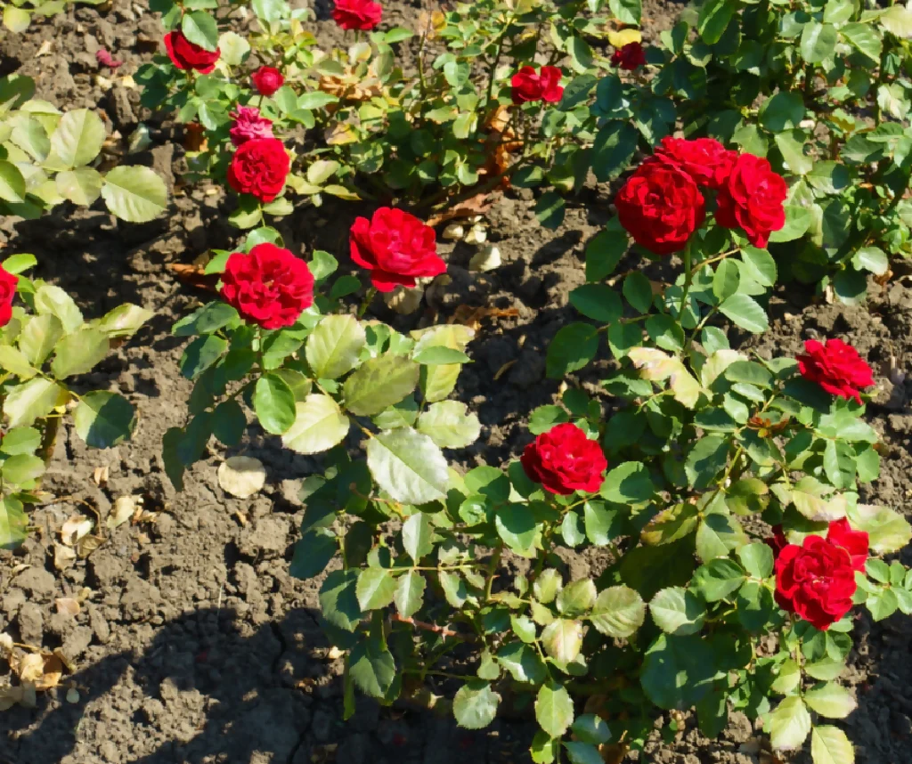 Rose Plant 'Loving Memory' Full Plants in 5 Litre Pots - Image 2