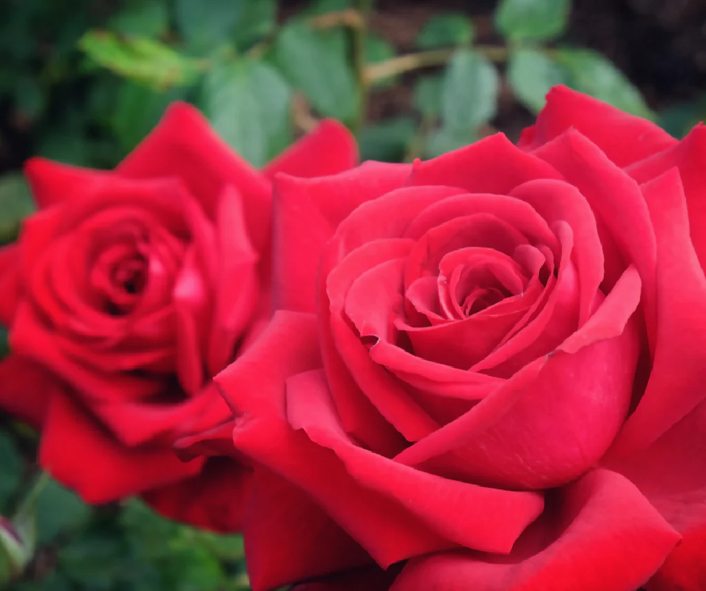 Rose Plant 'Loving Memory' Full Plants in 5 Litre Pots - Image 3
