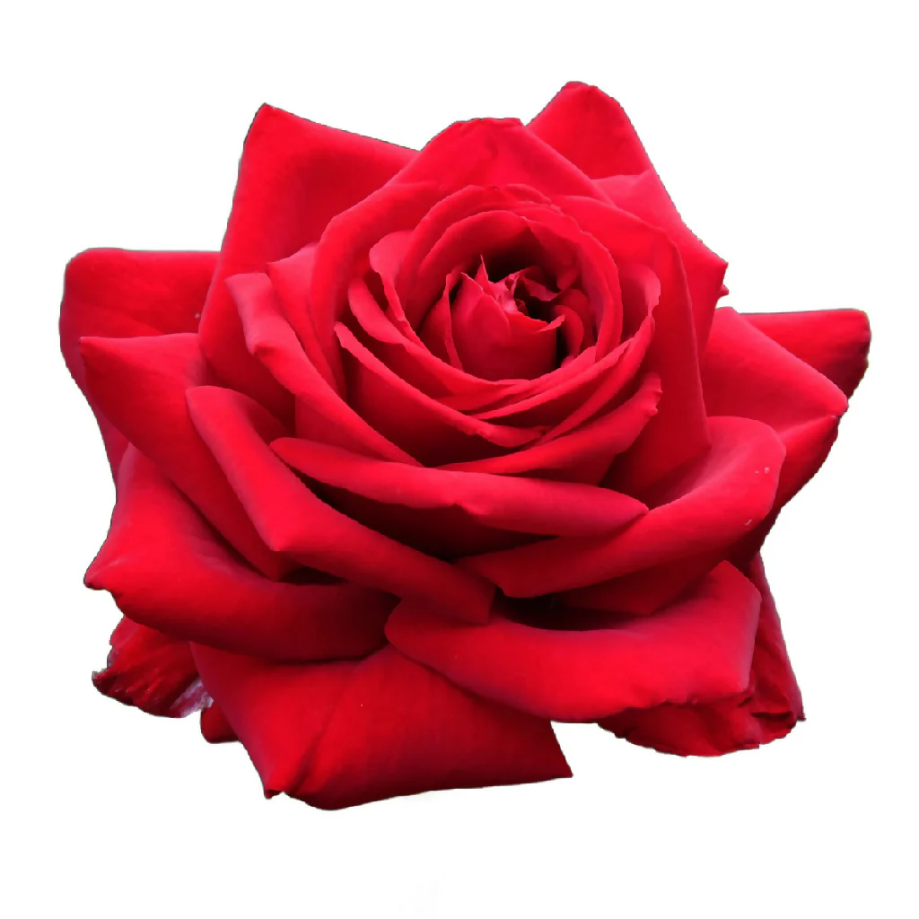 Rose Plant 'Loving Memory' Full Plants in 5 Litre Pots - Image 4