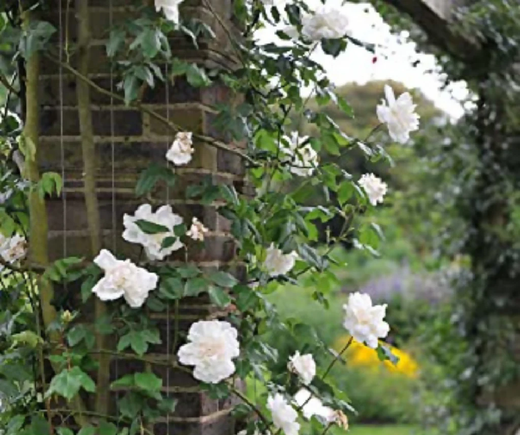 Rose Plant 'Madame Alfred Carriere' Full Plants in 5 Litre Pots - Image 2