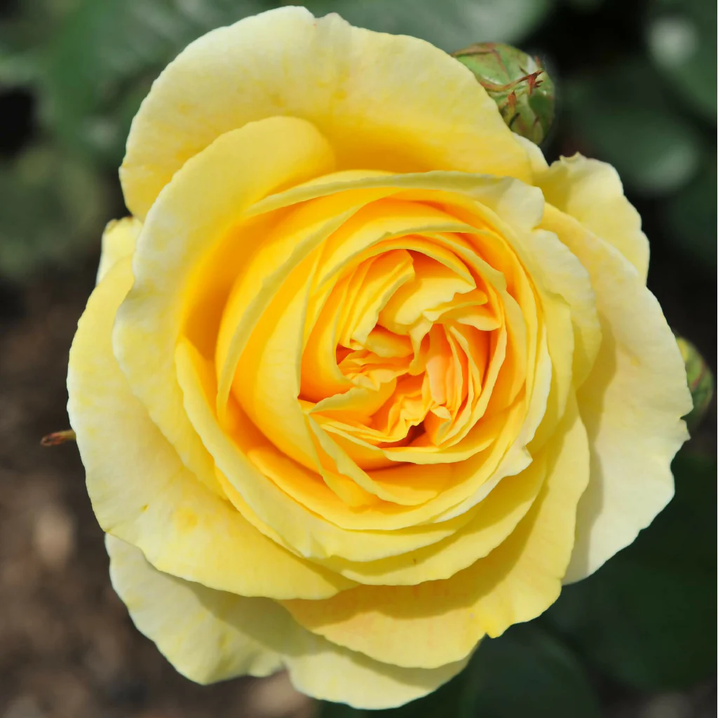 Rose Plant 'Mountbatten' Full Plants in 5 Litre Pots