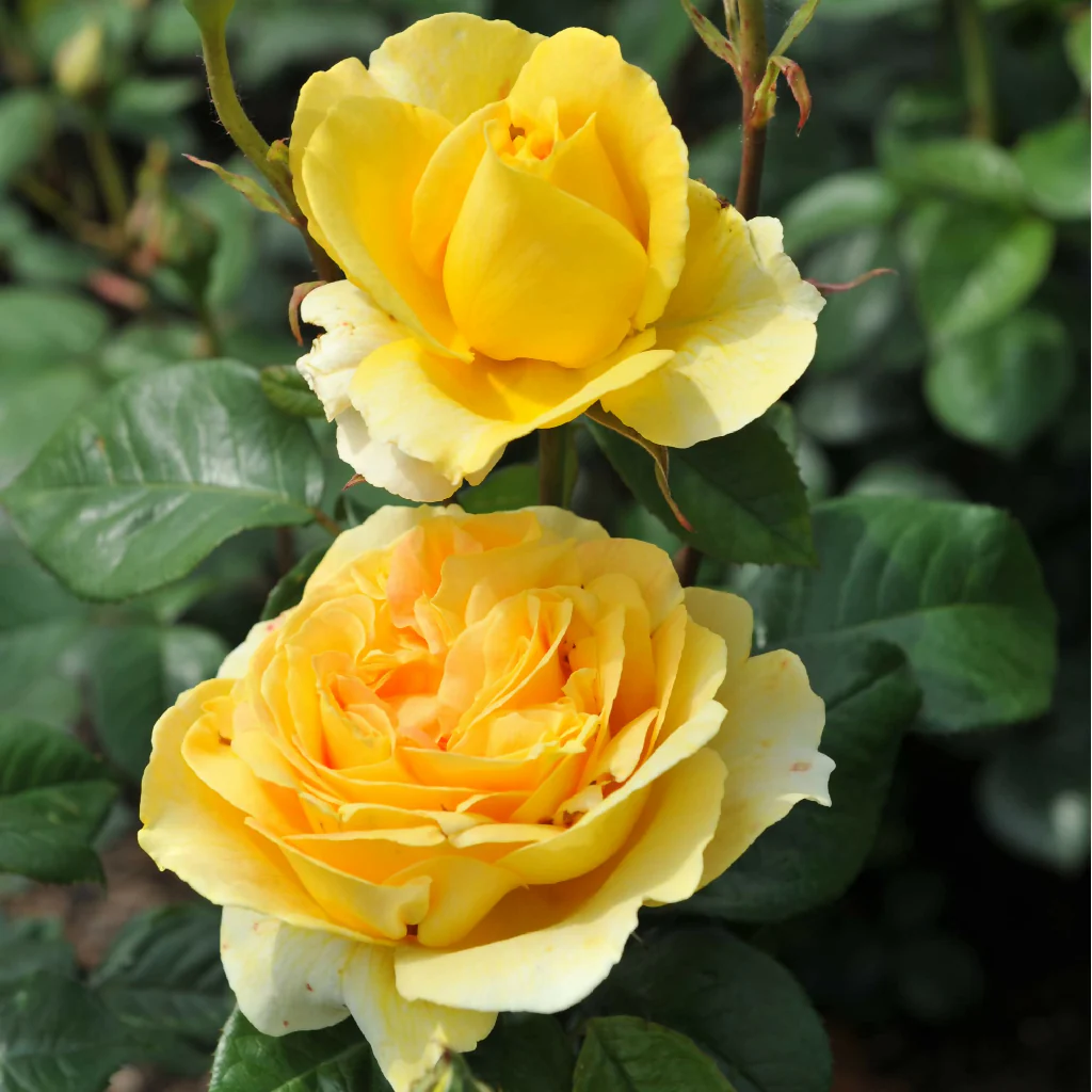 Rose Plant 'Mountbatten' Full Plants in 5 Litre Pots - Image 2