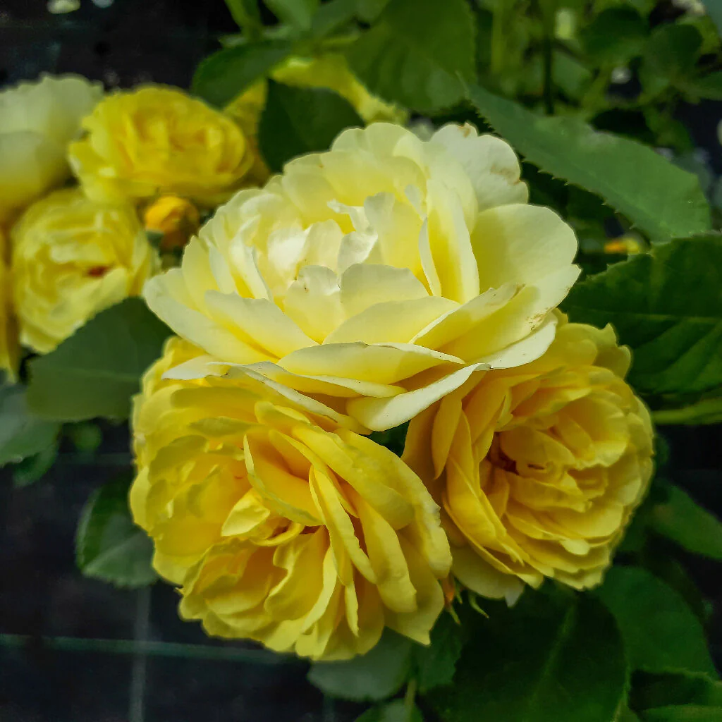 Rose Plant 'Mountbatten' Full Plants in 5 Litre Pots - Image 3