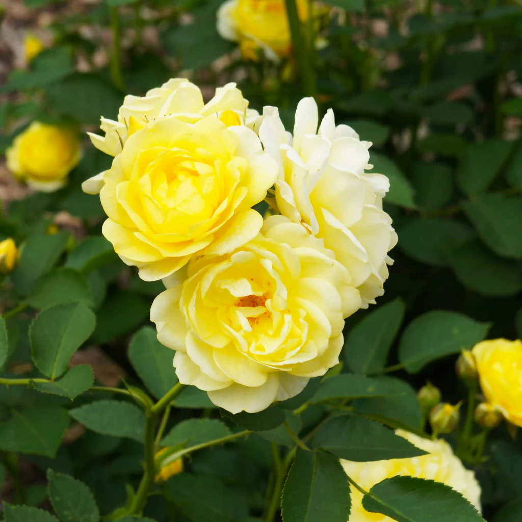 Rose Plant 'Mountbatten' Full Plants in 5 Litre Pots - Image 4