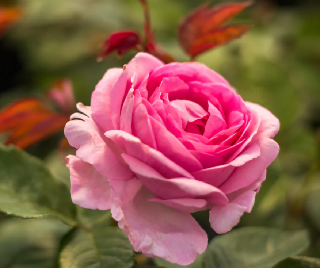 Rose Plant 'Mum in a Million' Full Plants in 3 Litre Pots - Image 3