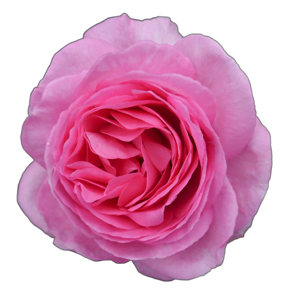 Rose Plant 'Mum in a Million' Full Plants in 3 Litre Pots - Image 4