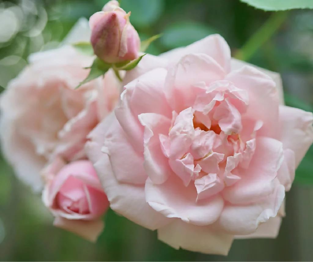 Rose Plant 'New Dawn' Full Plants in 5 Litre Pots - Image 3