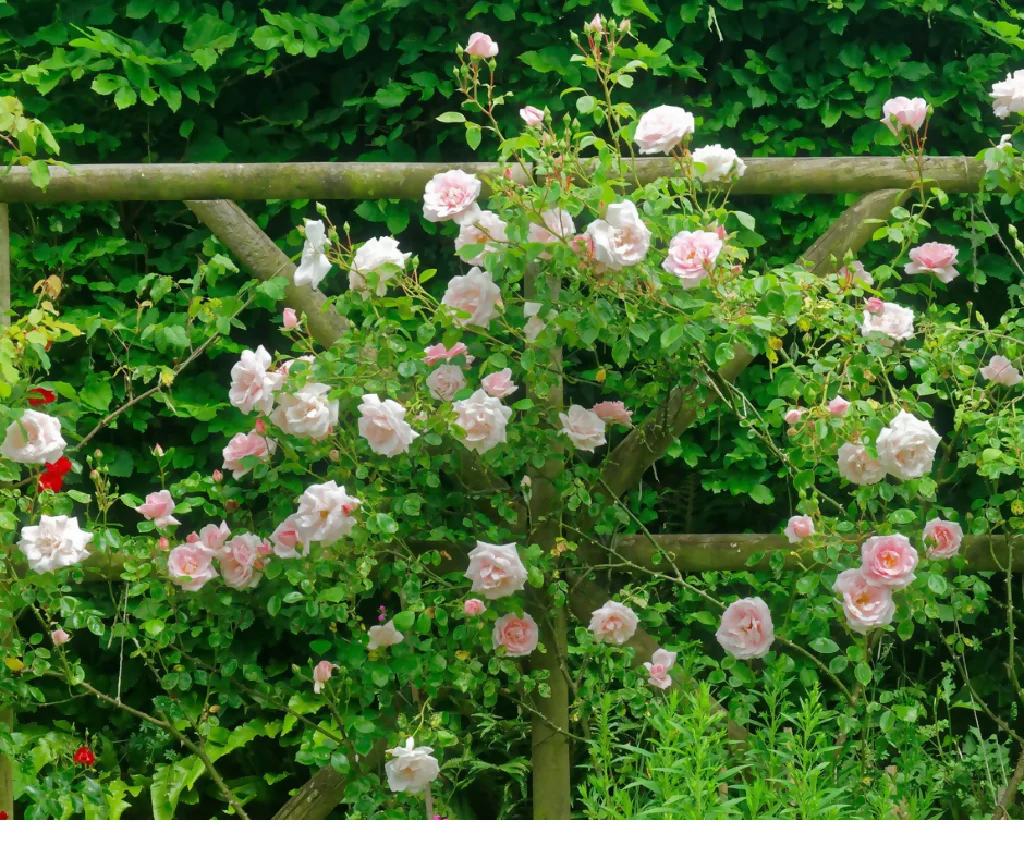 Rose Plant 'New Dawn' Full Plants in 5 Litre Pots - Image 4