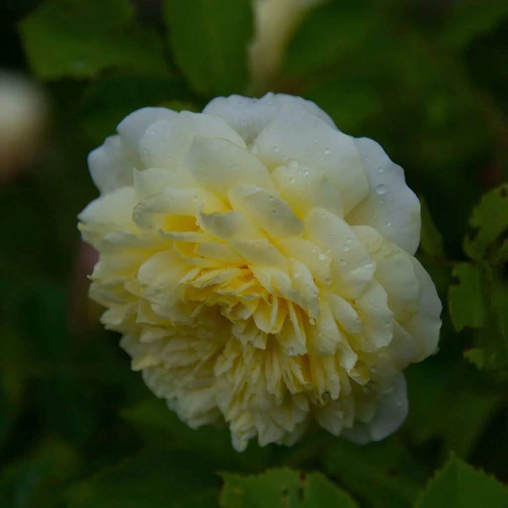 Rose Plant 'Our Dream' Full Plants in 3 Litre Pots - Image 2