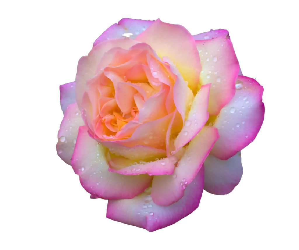 Rose Plant 'Peace' Full Plants in 5 Litre Pots - Image 2