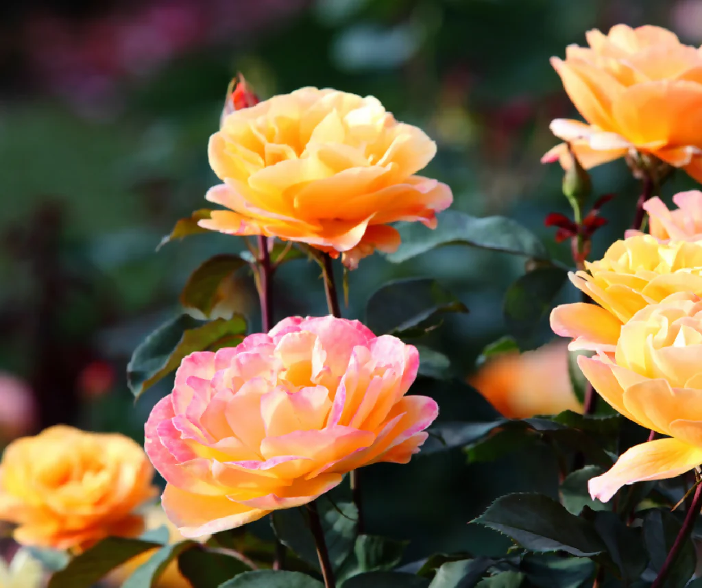 Rose Plant 'Peace' Full Plants in 5 Litre Pots - Image 3