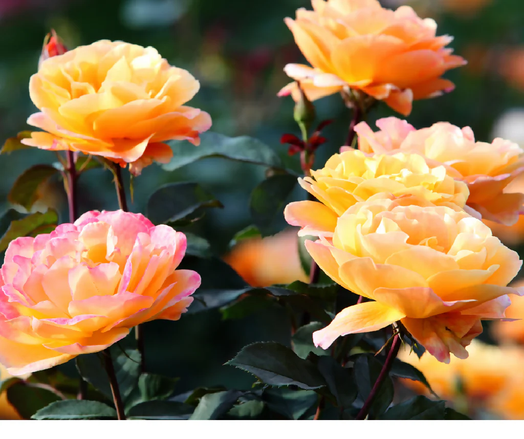 Rose Plant 'Peace' Full Plants in 5 Litre Pots - Image 3