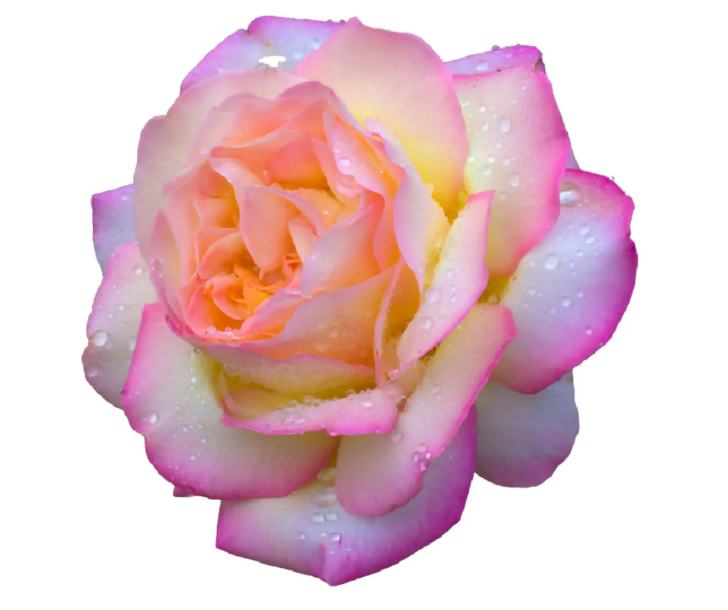 Rose Plant 'Peace' Full Plants in 5 Litre Pots - Image 5