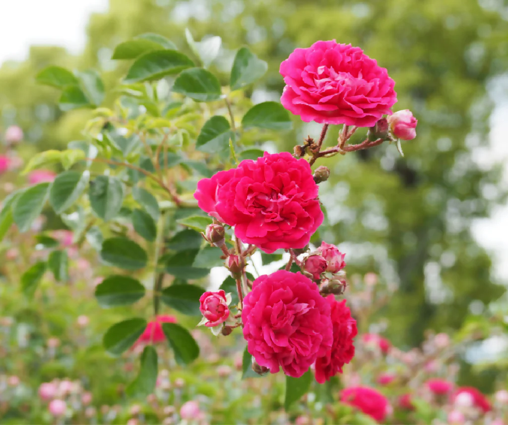 Rose Plant 'Pink Perpetue' Full Plants in 5 Litre Pots - Image 2