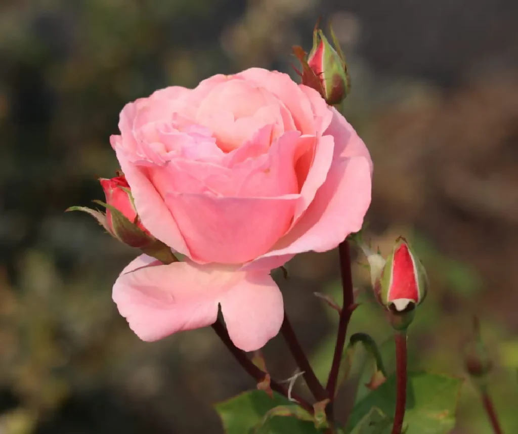 Rose Plant 'Queen Elizabeth' Full Plants in 5 Litre Pots - Image 4