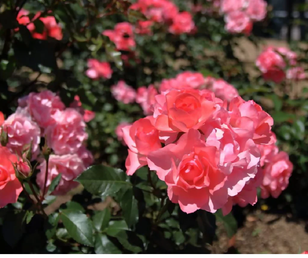 Rose Plant 'Queen Elizabeth' Full Plants in 5 Litre Pots - Image 3