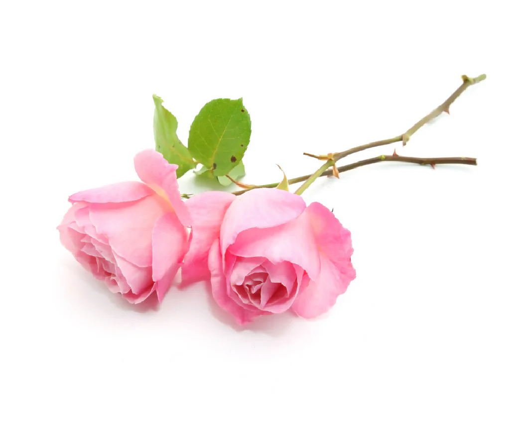 Rose Plant 'Queen Elizabeth' Full Plants in 5 Litre Pots - Image 4