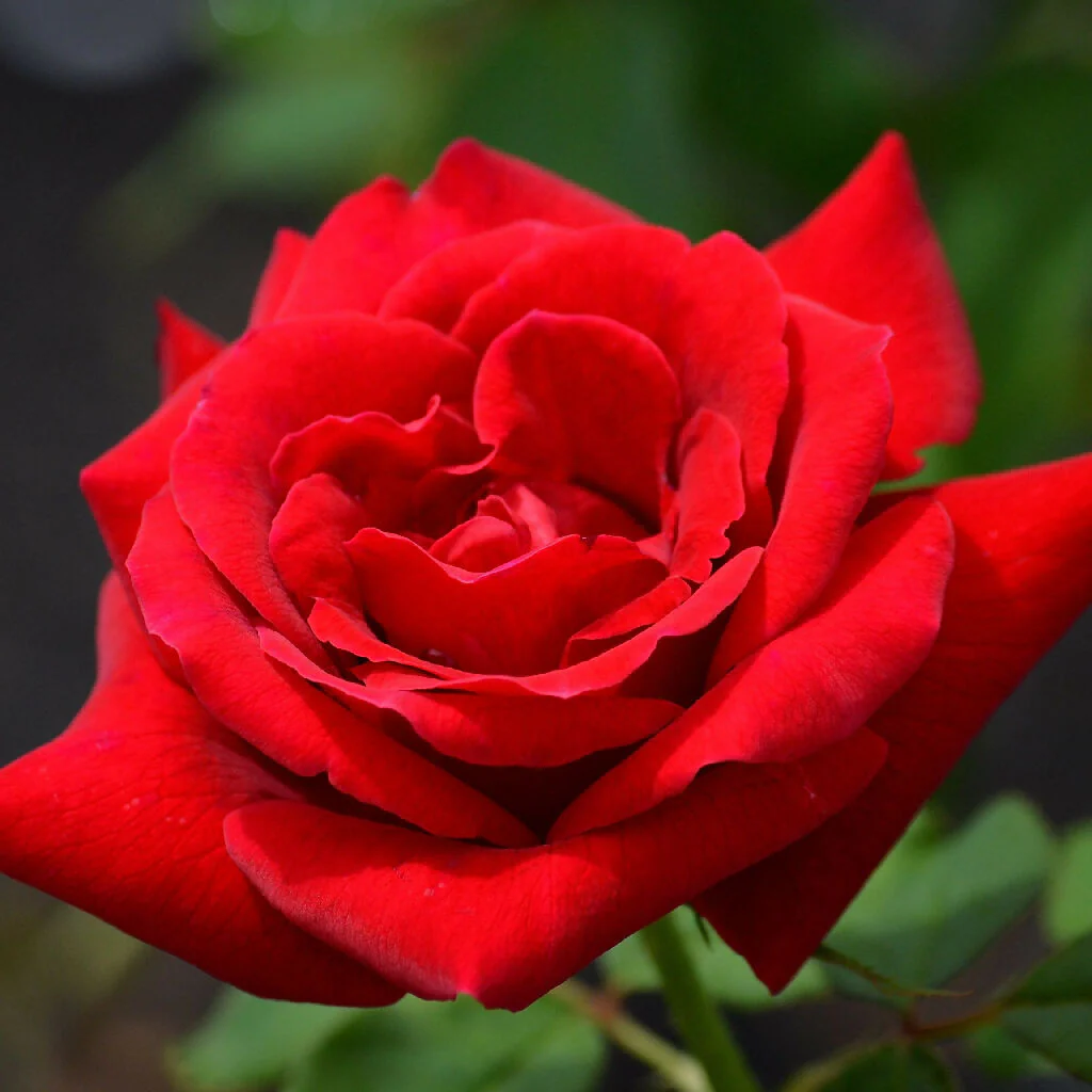 Rose Plant 'Red Devil' Full Plants in 5 Litre Pots - Image 2