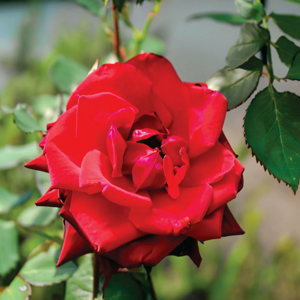 Rose Plant 'Red Devil' Full Plants in 5 Litre Pots - Image 3