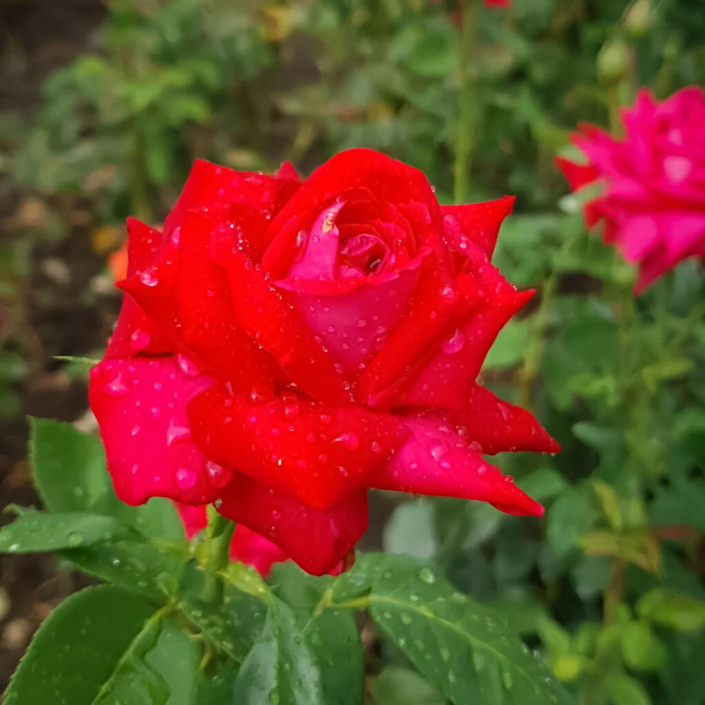 Rose Plant 'Red Devil' Full Plants in 5 Litre Pots - Image 4