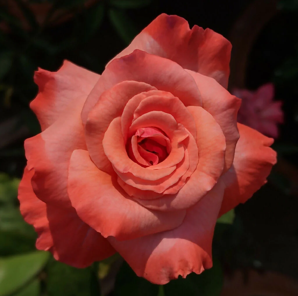 Rose Plant 'Remember Me' Full Plants in 5 Litre Pots