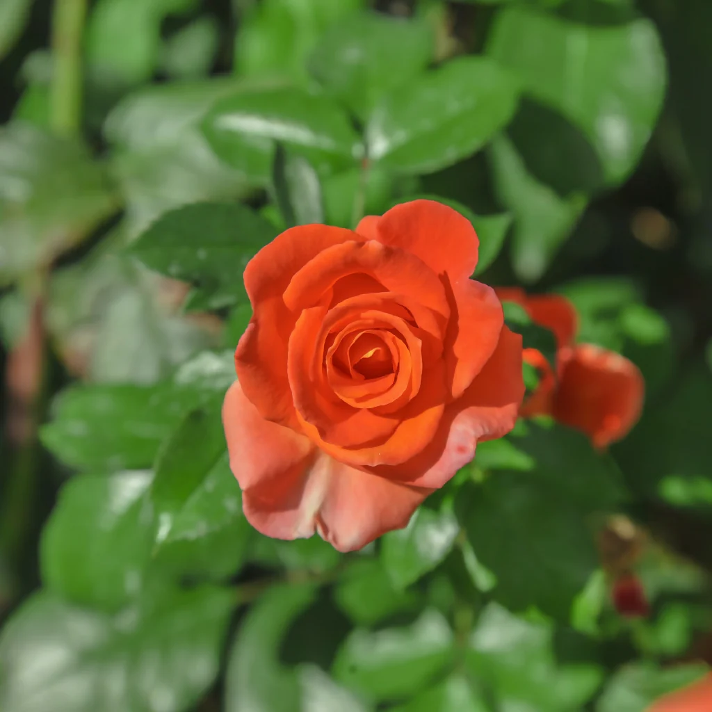 Rose Plant 'Remember Me' Full Plants in 5 Litre Pots - Image 2