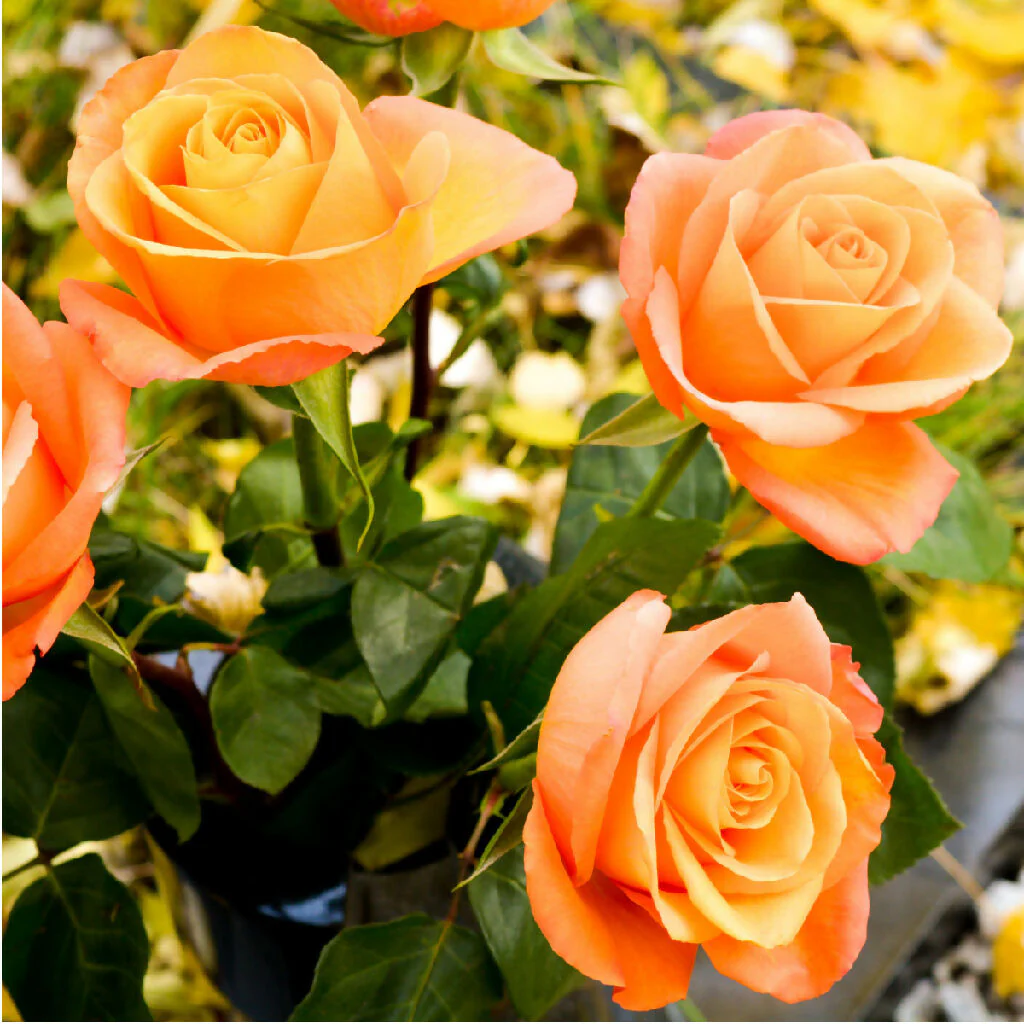 Rose Plant 'Remember Me' Full Plants in 5 Litre Pots - Image 3