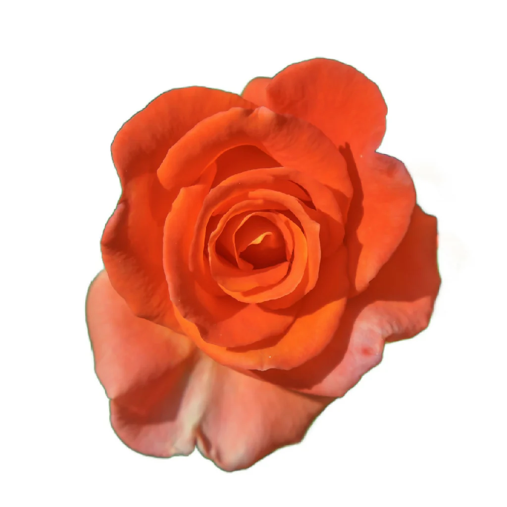 Rose Plant 'Remember Me' Full Plants in 5 Litre Pots - Image 4