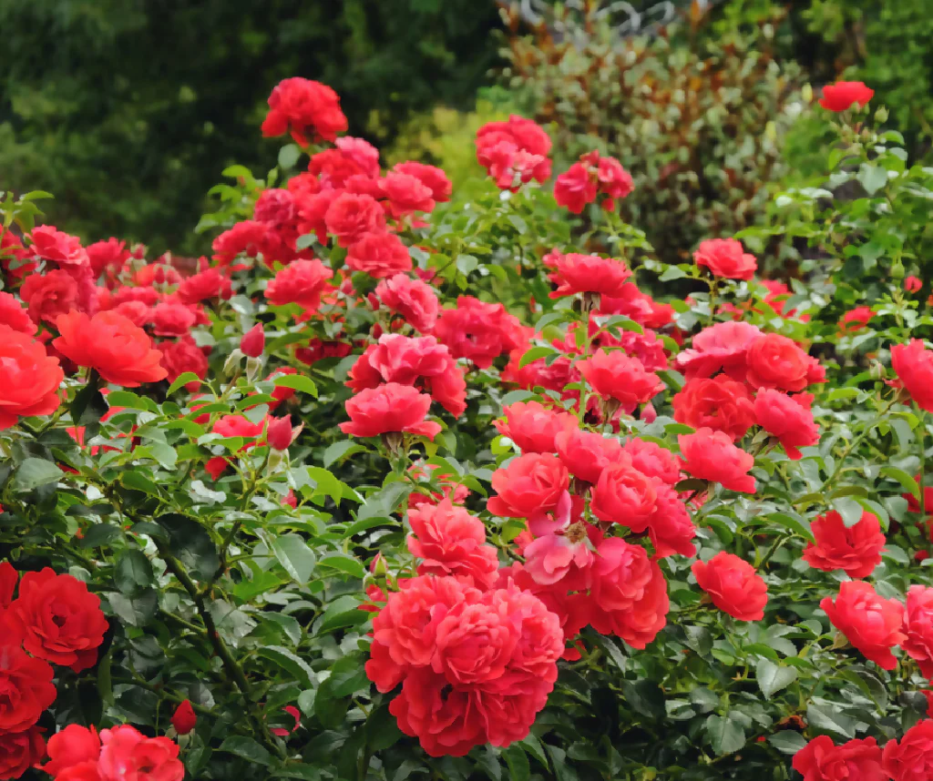 Rose Plant 'Remembrance' Full Plants in 5 Litre Pots - Image 2