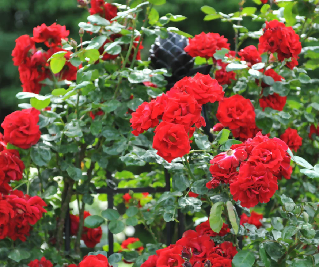 Rose Plant 'Remembrance' Full Plants in 5 Litre Pots - Image 3