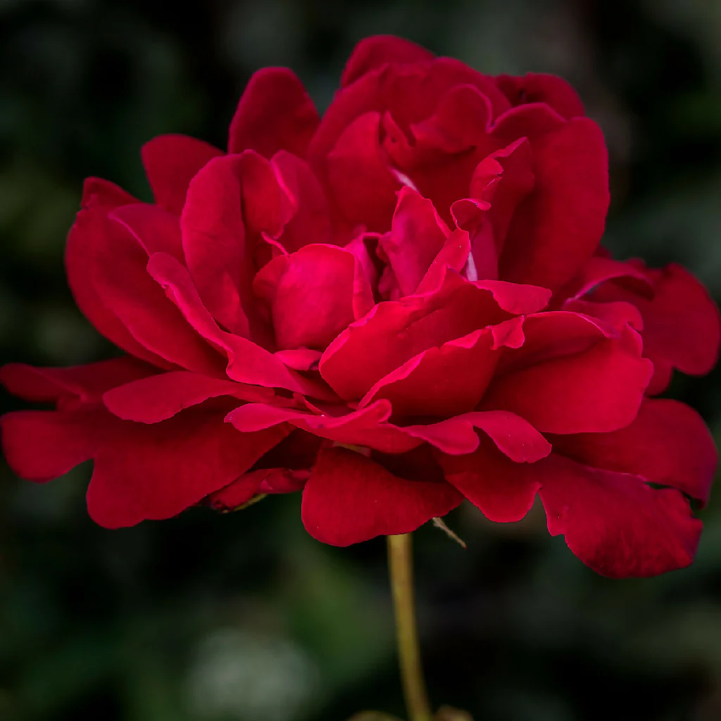 Rose Plant 'Ruby Wedding' Full Plants in 3 Litre Pots - Image 2