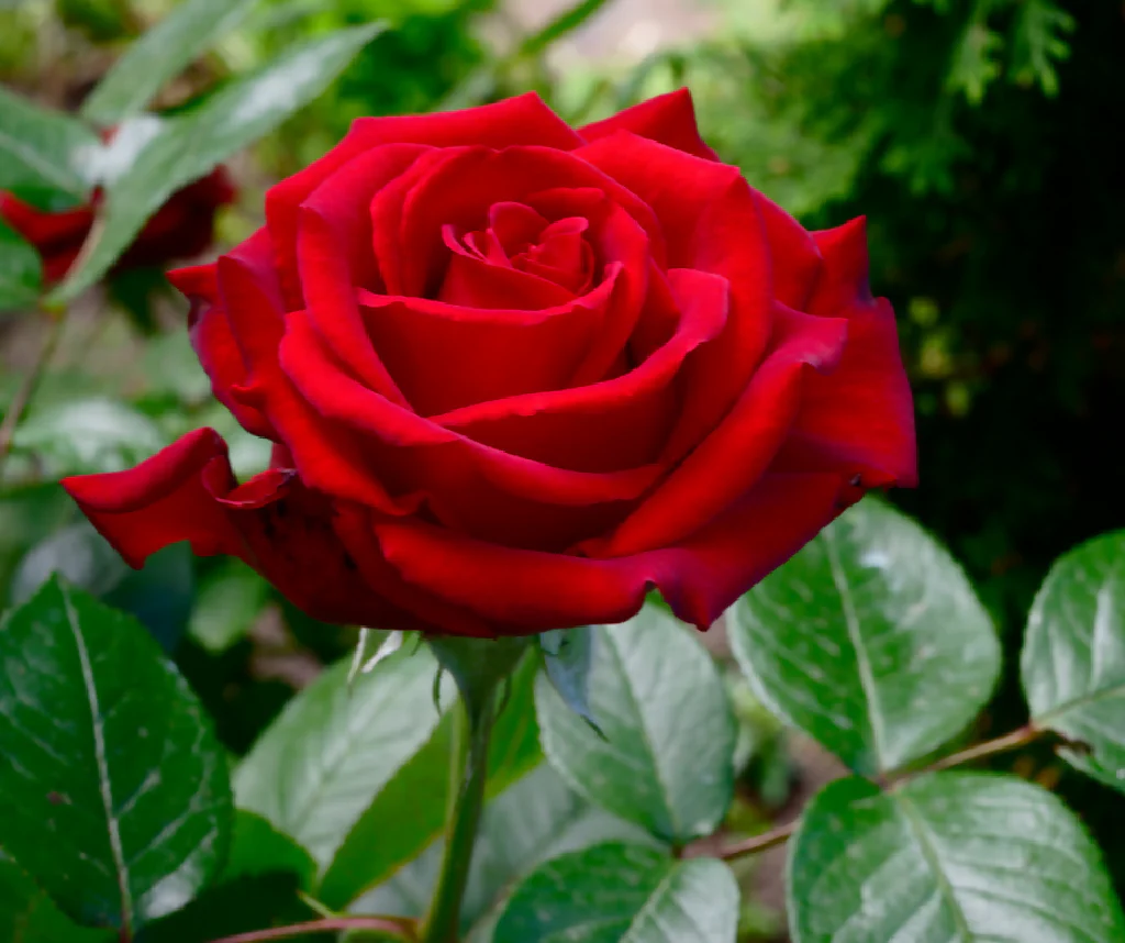 Rose Plant 'Ruby Wedding' Full Plants in 3 Litre Pots - Image 3