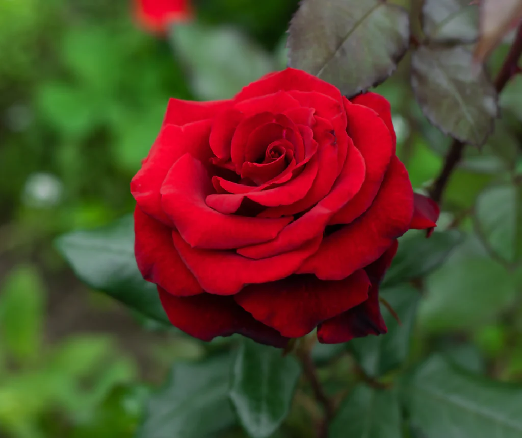 Rose Plant 'Ruby Wedding' Full Plants in 3 Litre Pots - Image 4