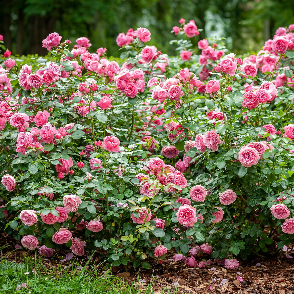 Rose Plant 'Special Anniversary' Full Plants in 5 Litre Pots - Image 2