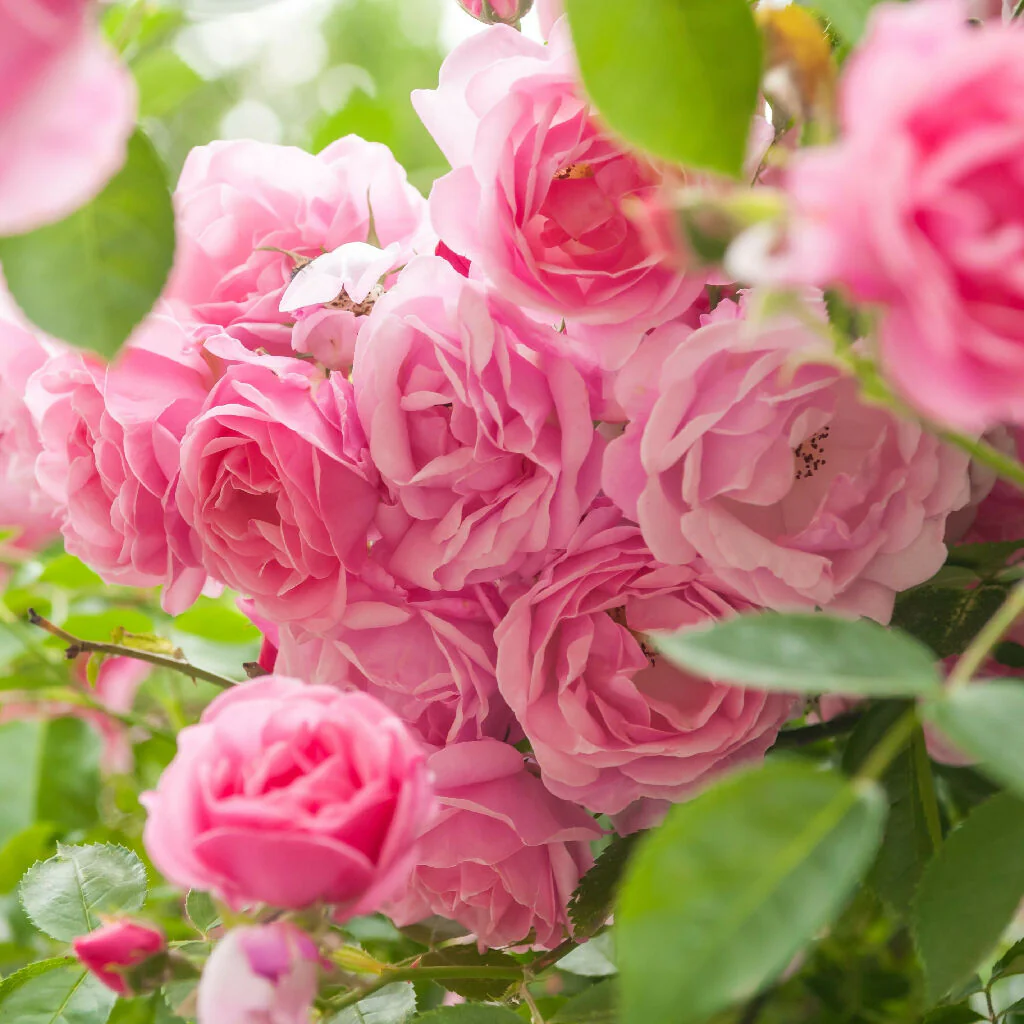 Rose Plant 'Special Anniversary' Full Plants in 5 Litre Pots - Image 3