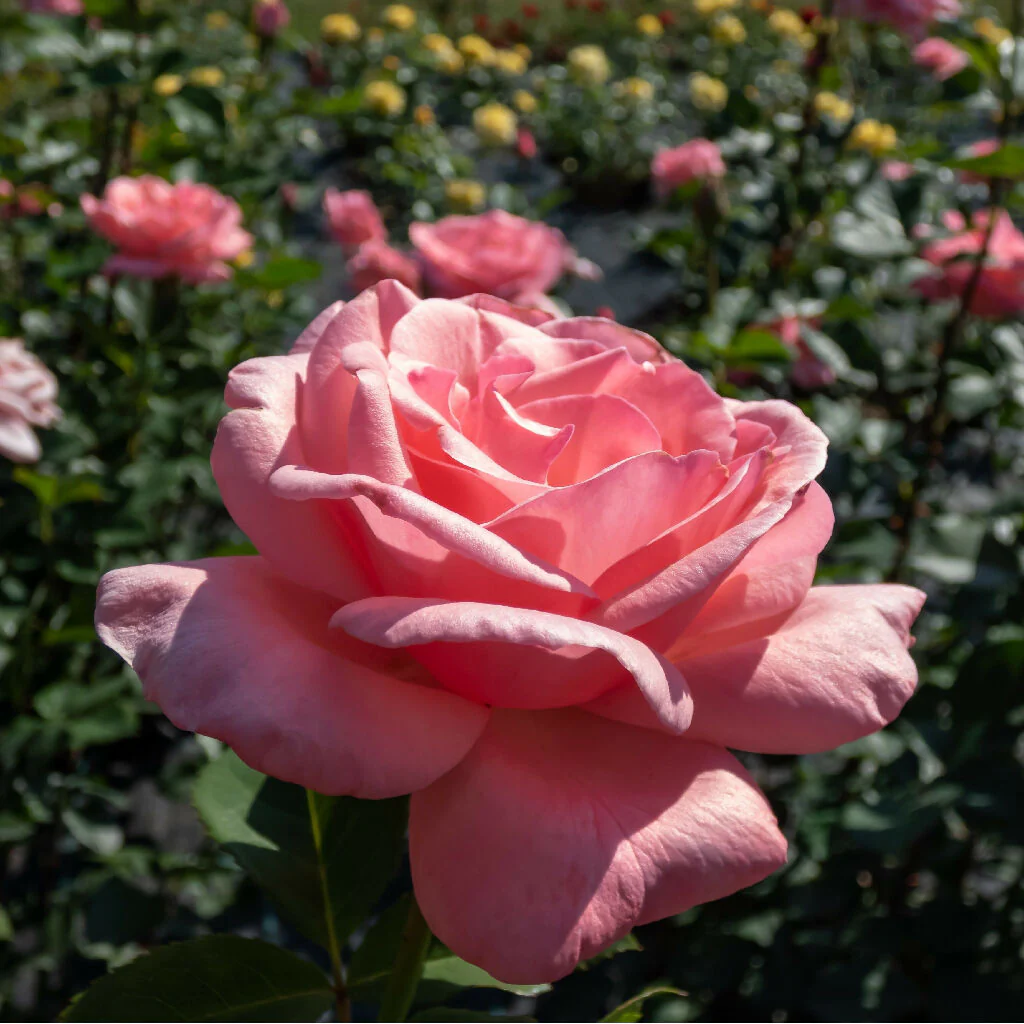 Rose Plant 'Special Anniversary' Full Plants in 5 Litre Pots - Image 4