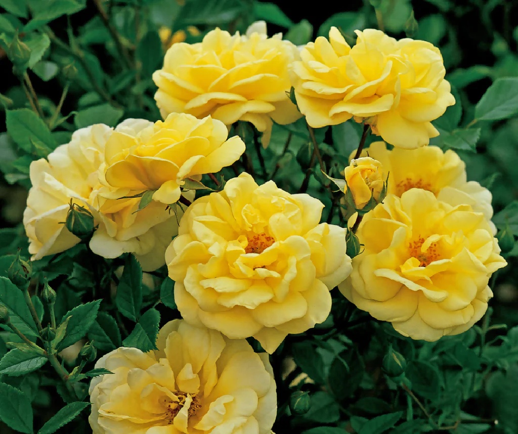 Rose Plant 'Sweet Memories' Full Plants in 5 Litre Pots - Image 2