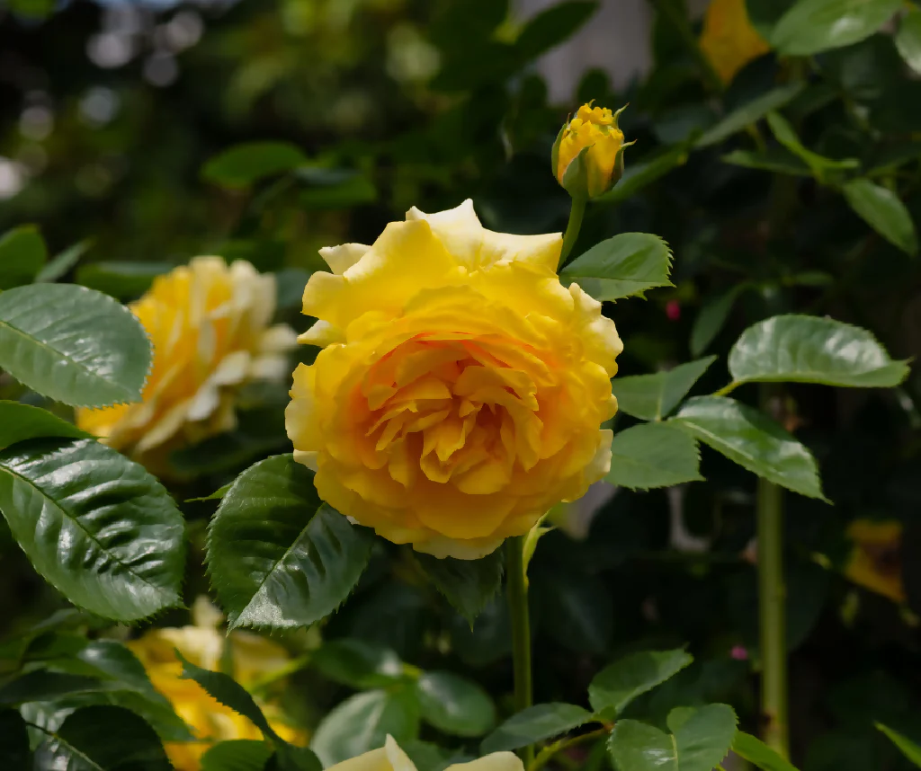 Rose Plant 'Sweet Memories' Full Plants in 5 Litre Pots - Image 3