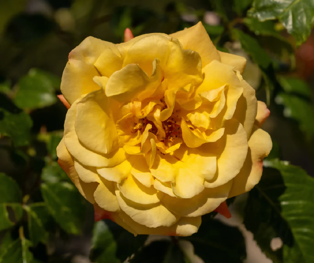 Rose Plant 'Sweet Memories' Full Plants in 5 Litre Pots - Image 4
