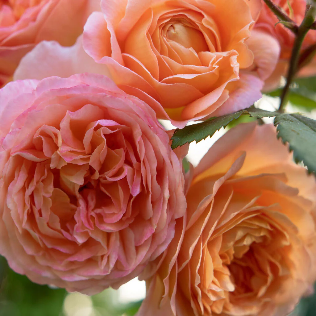 Rose Plant 'Sweet Wonder' Full Plants in 3 Litre Pots - Image 2
