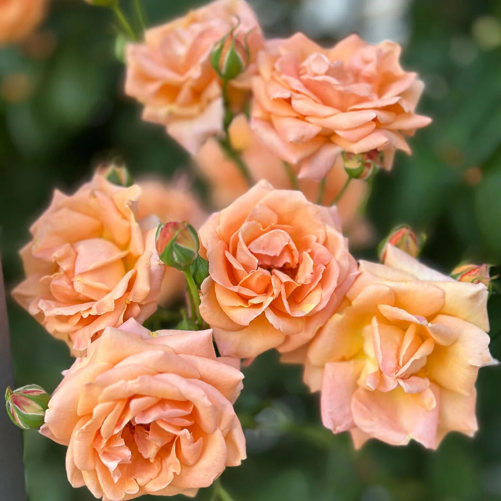 Rose Plant 'Sweet Wonder' Full Plants in 3 Litre Pots - Image 4
