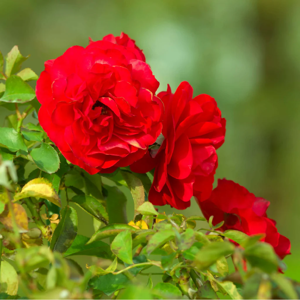 Rose Plant 'Trumpeter' Full Plants in 3 Litre Pots - Image 2