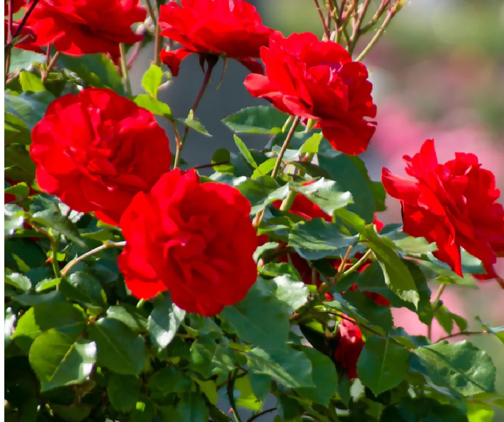 Rose Plant 'Trumpeter' Full Plants in 3 Litre Pots - Image 3